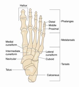 Foot Anatomyy